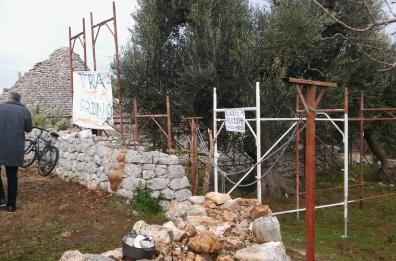 Xylella, «L’ulivo malato è casa mia»: senatore M5S blocca abbattimento