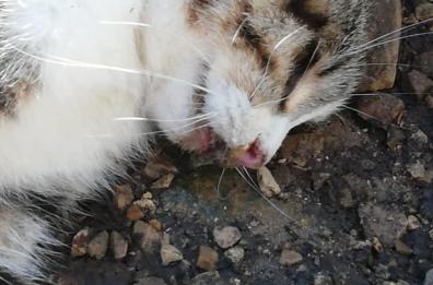 Putignano, strage di gatti: è caccia a un «seminatore» di polpette avvelenate