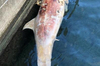 Lungomare di Bari, trovata carcassa di un delfino sulla barriera frangiflutti