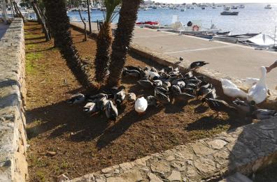 Strage di papere e germani a Porto Cesareo
