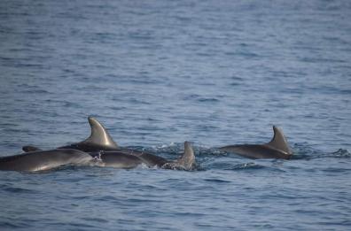 A Taranto la casa dei delfini liberati dai parchi acquatici
