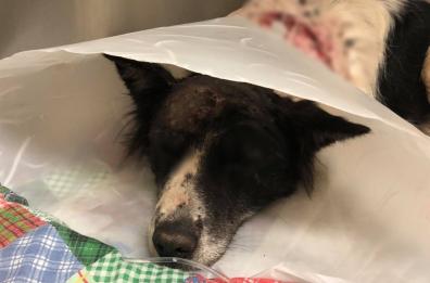 Bari, le sparano e diventa cieca: la cagnolina viene chiamata «Carabina» 