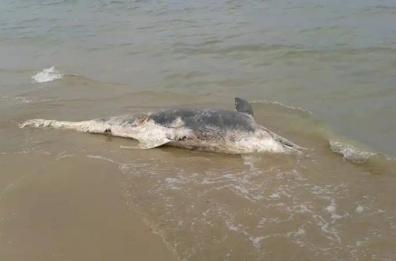 Foggia, trovata carcassa delfino in spiaggia: scattano le indagini Asl