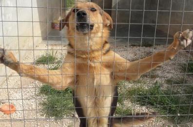 Bari, da oggi attivo lo sportello Lav per proteggere animali maltrattati