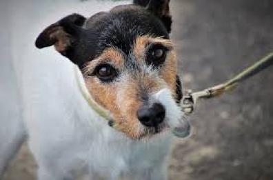 La Crusca e la querelle tra «scendere il cane e stare sopra la zia»
