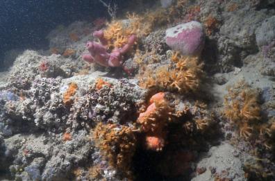 Barriera corallina di Monopoli, la proposta della Regione: «Facciamone un'area protetta»