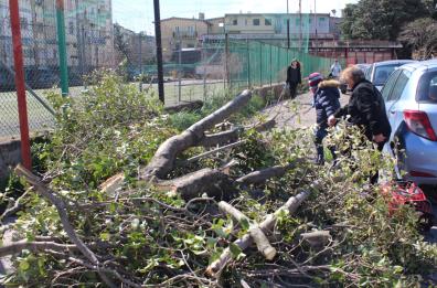 Foggia: albero cade su un'auto per il vento, donna in ospedale
