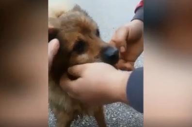 Terlizzi, rubarono ad anziano auto con cane a bordo: Chicco è tornato a casa
