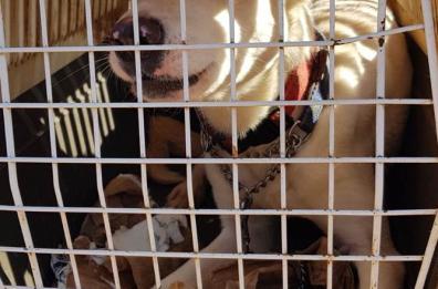 Brindisi, trovati 6 cani rinchiusi in auto abbandonata: una denuncia
