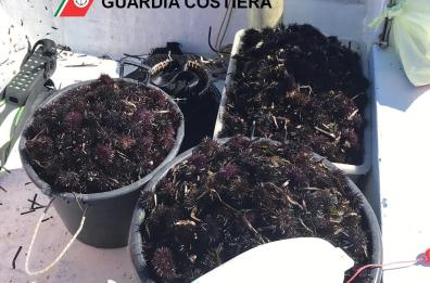 Taranto, la Guardia Costiera sequestra una tonnellata di ricci e "bianchetto"
