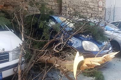 Bari, il vento fa cadere un albero su alcune auto in sosta