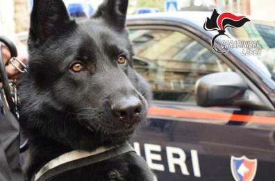 Martignano, beccato da unità cinofila con 1 kg di droga: arrestato 18enne
