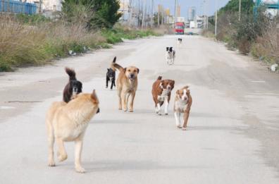 Randagismo in Puglia, animalisti contro vecchia legge: «È fallimentare»