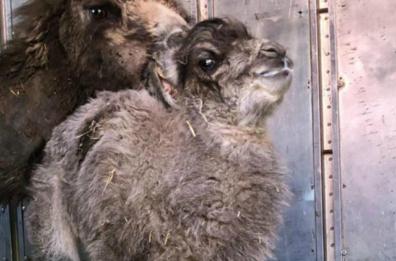 Polignano a Mare, lieto evento al circo Orfei: nasce un baby cammello