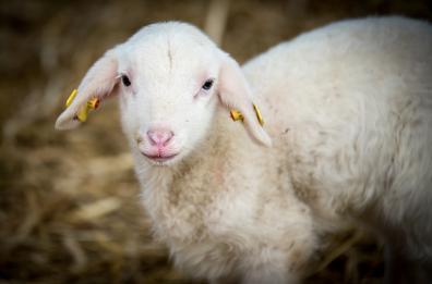 Strage di agnelli in Basilicata, la crudeltà di Pasqua è servita