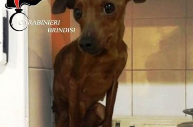 In casa merce rubata e 2 pincher denutriti: denunciata coppia