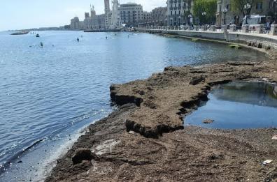 Alghe putrefatte sul lungomare di Bari: «Una vergogna»