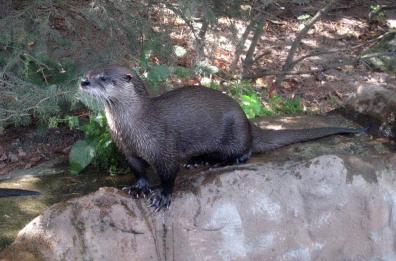 Torrente Gravina, spunta la lontra, a rischio estinzione