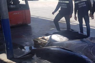 Bari, sequestrati oltre 6 quintali di tonno: il pesce è stato dato in beneficenza
