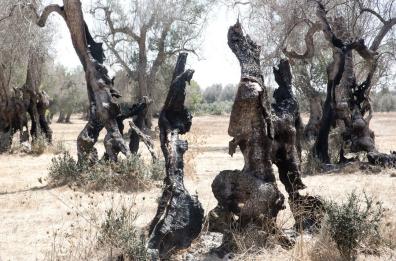 Xylella, assurdo in Puglia: espianti frenati da mala burocrazia
