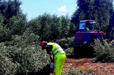 Xylella, sì del Tar alla zona-cuscinetto «Una scelta basata sui dati scientifici»