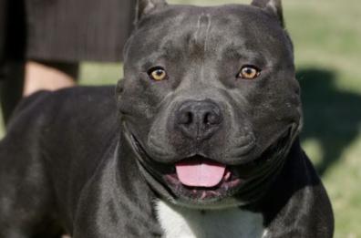 Fasano, bimba di due anni aggredita dal pitbull dei nonni: ferita alla testa, in ospedale. Cane sequestrato