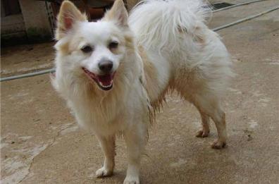 Cerignola, il cane terrorizza i postini: niente consegne in quella via