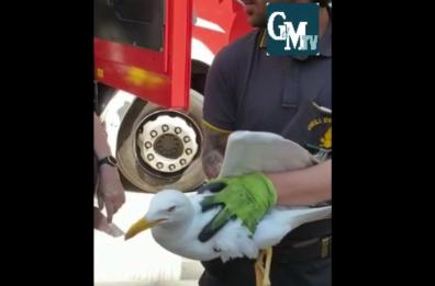 Bari, gabbiano intrappolato in via Sparano: salvato dai Vigili del Fuoco