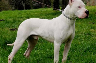Altamura, aizza il suo cane che azzanna un uomo: carabinieri abbattono animale