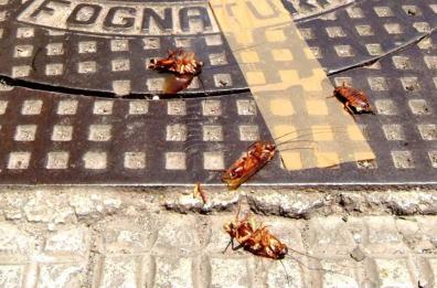 Bari, rischio multa per chi non fa bonifica contro scarafaggi