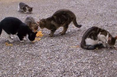Latronico, colonie di gatti da «adottare», al via il censimento e gli aiuti dal Comune