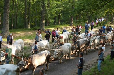 Maggio Accettura, al via la festa millenaria in Basilicata