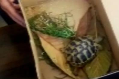 Il souvenir dalla Grecia è una tartaruga in via di estinzione: sequestro al Porto di Bari