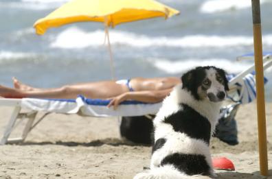 Puglia sempre più pet-friendly tra bao spiagge e agriturismi 