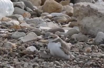 Torre Quetta, si schiudono le uova di fratini: ecco i 6 "cuccioli"