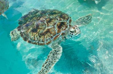 Tartarughe marine a rischio: in Puglia è boom di salvataggi 
