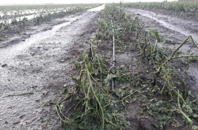 Grandinata nel Foggiano, Confagricoltura lancia allarme: «Danni a grano e pomodori»