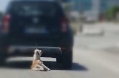 Trani, cane trascinato dall’auto: gli animalisti all’attacco
