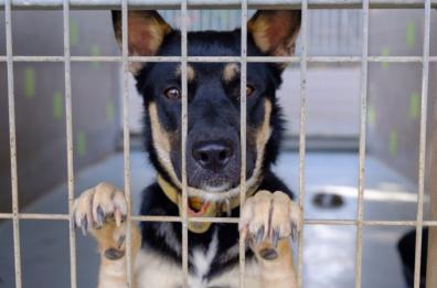 Regione Puglia: veterinario gratis per chi adotta cani e gatti
