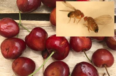 Puglia, ecco il moscerino «Suzuki» che attacca la frutta: a rischio ciliegie , fragole e uva