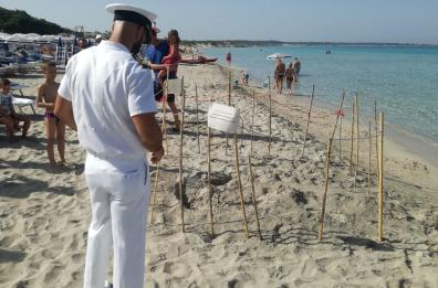 Le tartarughe amano il Salento: scoperti nidi a Gallipoli e Pescoluse