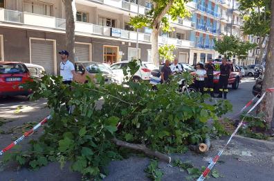Bari, ramo cade su auto parcheggiate in Corso Mazzini