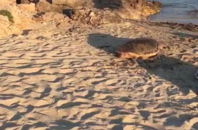 Torre Pali, la Caretta-Caretta passeggia sulla spiaggia tra i bagnanti