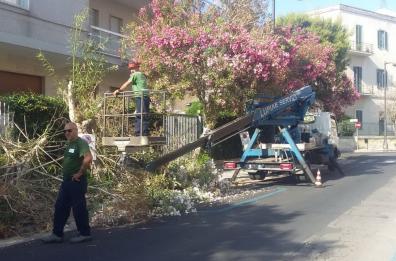 Xylella, oleandri infetti in centro a Lecce: via alla potatura