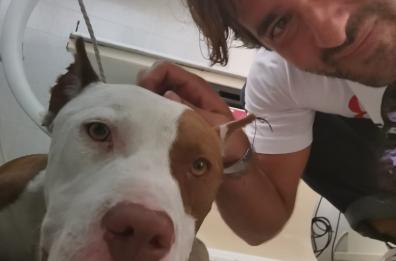 Pitbull a spasso sull’A2, salvato da cinofili Polizia Bari