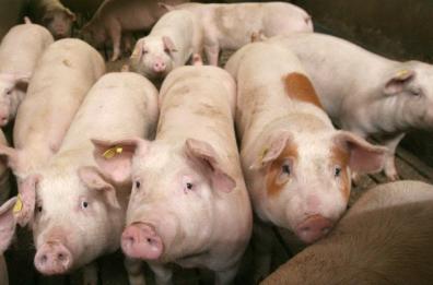 Brindisi, ha 16 suini malnutriti e in stato d'abbandono: denunciato titolare azienda