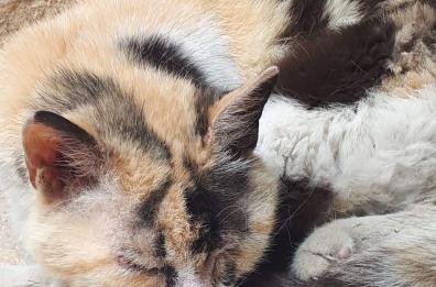 Giovinazzo, maltrattano la gatta di «quartiere»: la città si mobilita per Pupa
