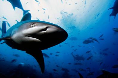 Monopoli, i pescatori diventano gli "angeli custodi" degli squali: il progetto 