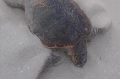 Torre S.Giovanni: tartaruga ributtata in mare per errore