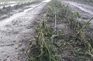 Maltempo: regione avvia procedura per stato di calamità nel Gargano